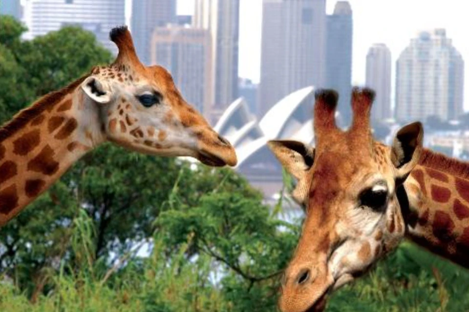 Two giraffes in a green area with the Sydney Opera House and city skyscrapers visible in the background.