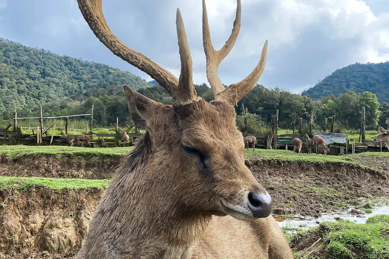 Close-up of a deer with large antlers in a grassy field with trees and hills in the background.