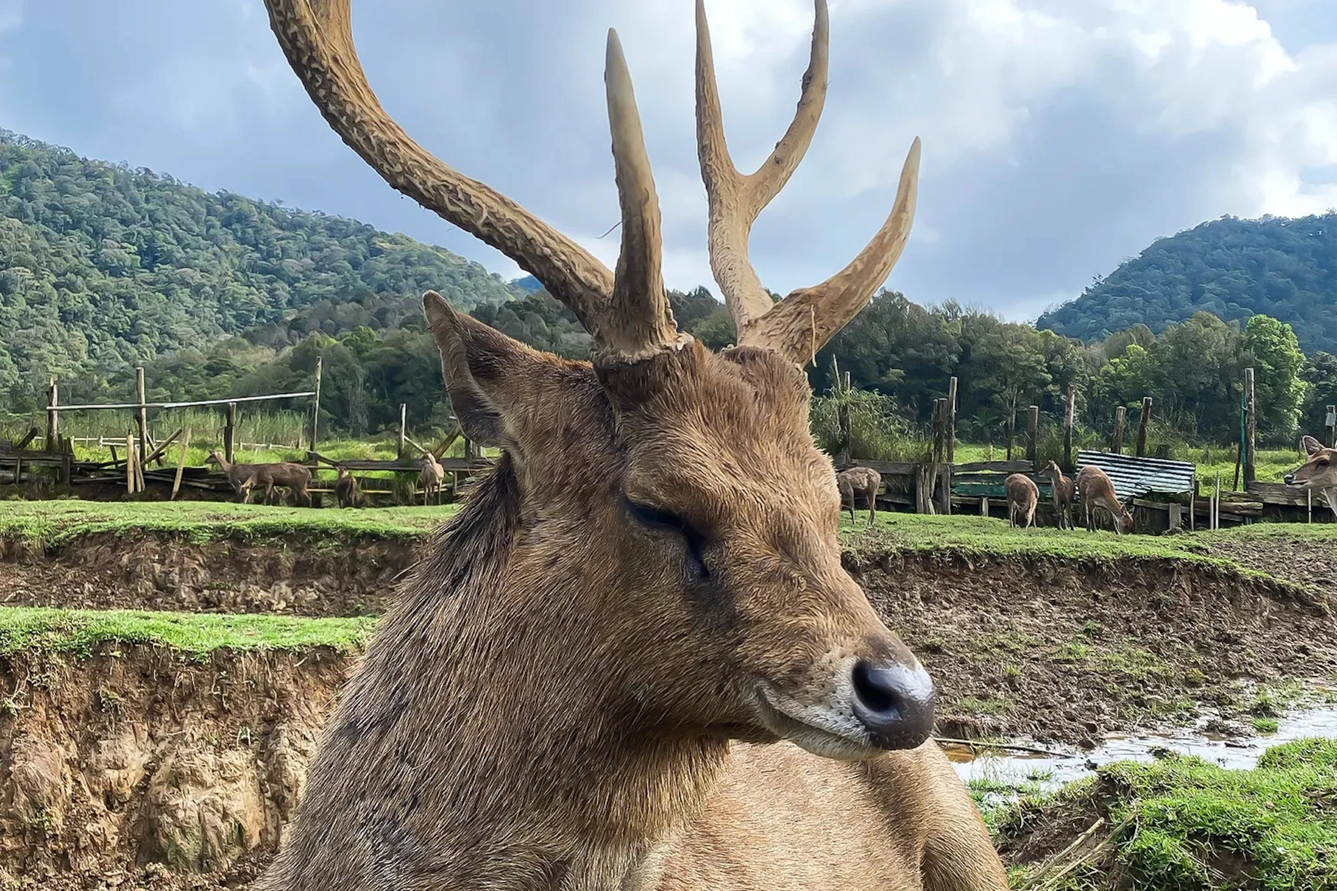 Close-up of a deer with large antlers standing in a green field with trees and mountains in the background.