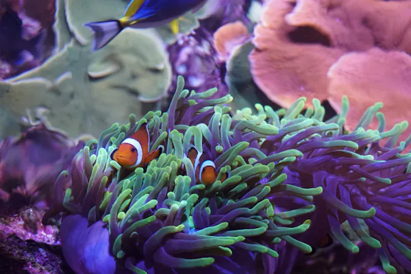 Aquarium de Séville : Billet d'entrée
