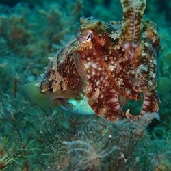 Diving & Snorkeling