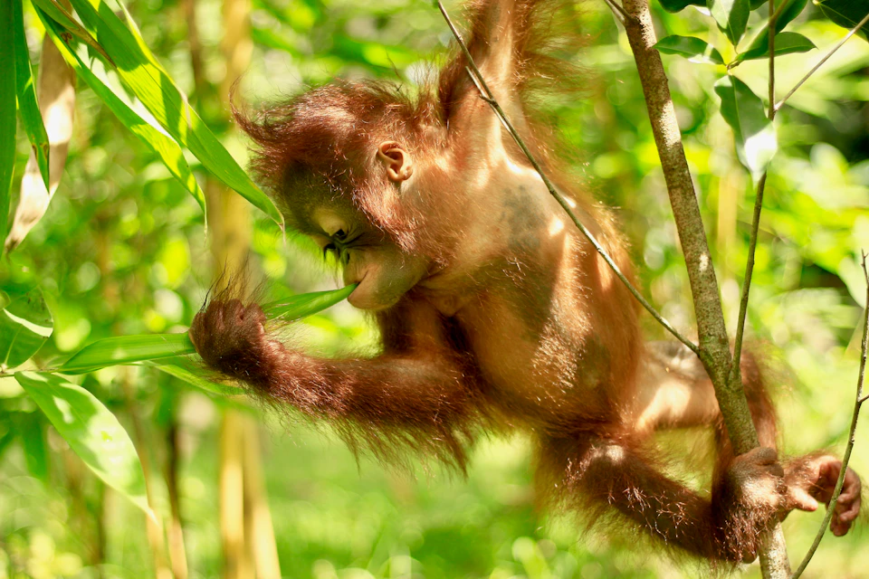 Young orangutan hanging from a tree branch while biting a green leaf, surrounded by lush green foliage.