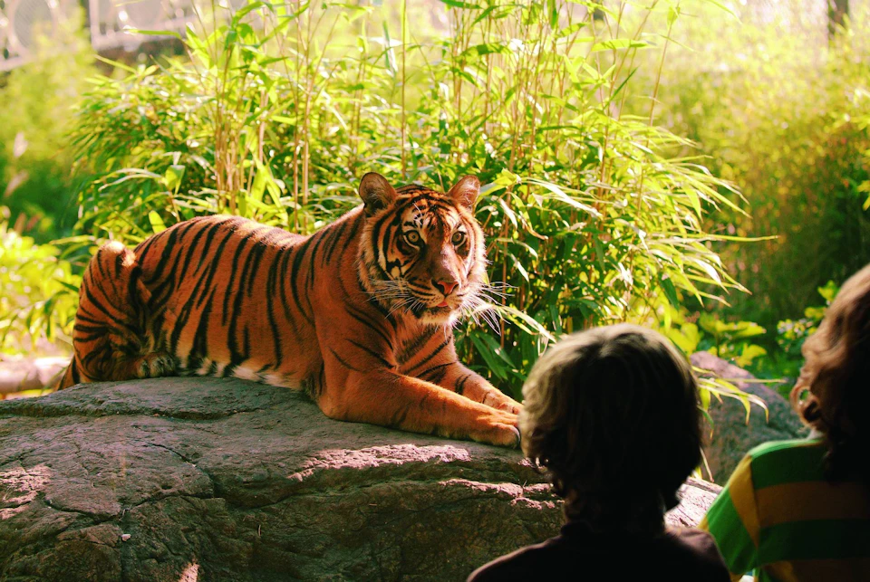 A tiger lying on a rock, surrounded by green bamboo, facing a person with their back to the camera.