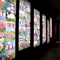 Flera upplysta vertikala paneler visar galler av olika knölar och blommor i ett svagt upplyst utställningsrum.