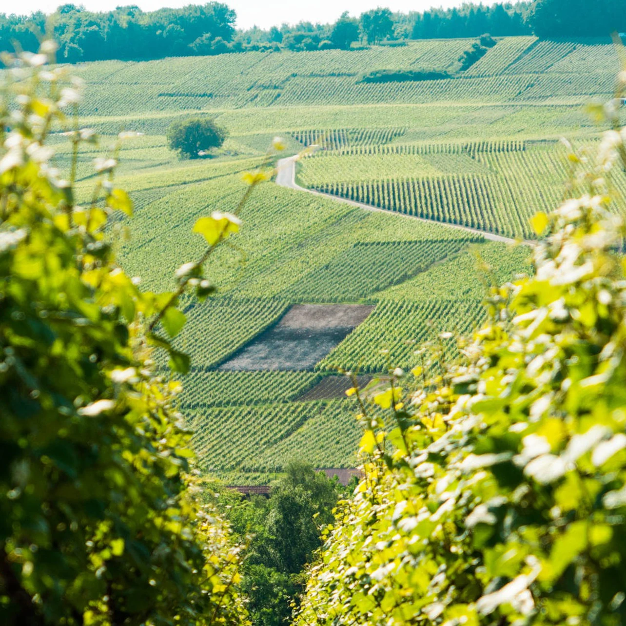 Reims: Cathedral, Vineyard Visit & Champagne Tasting Day Trip from Paris