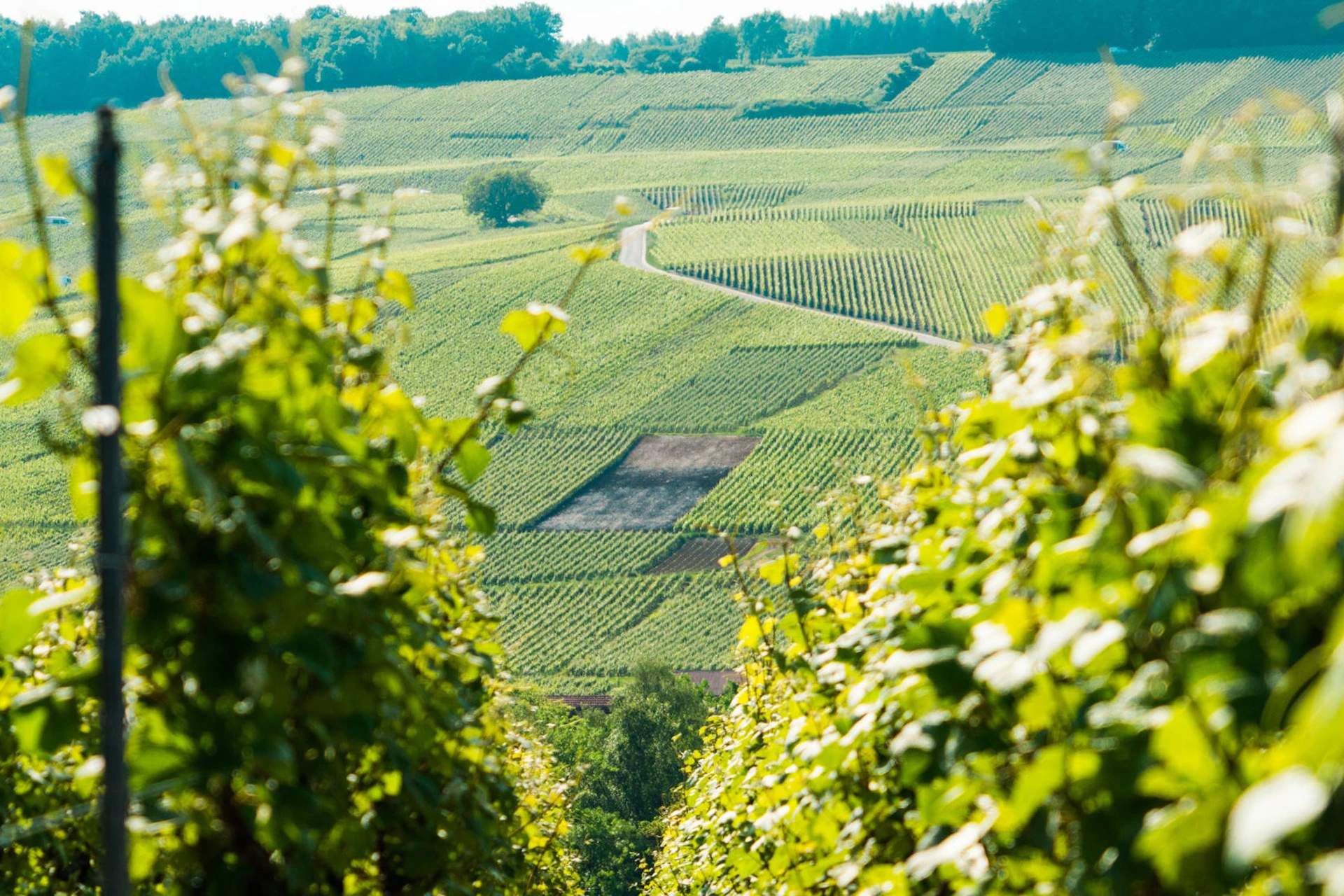 vineyards