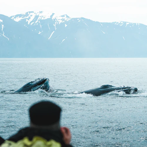 Whales And Puffins: RIB Speedboat Tour - Photo 3