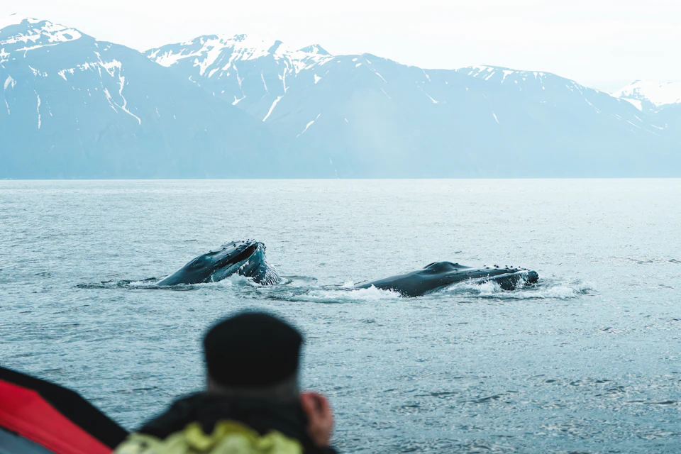 Double lunge-feeding humpback from RIB speedboat tour in Húsavík, North Iceland