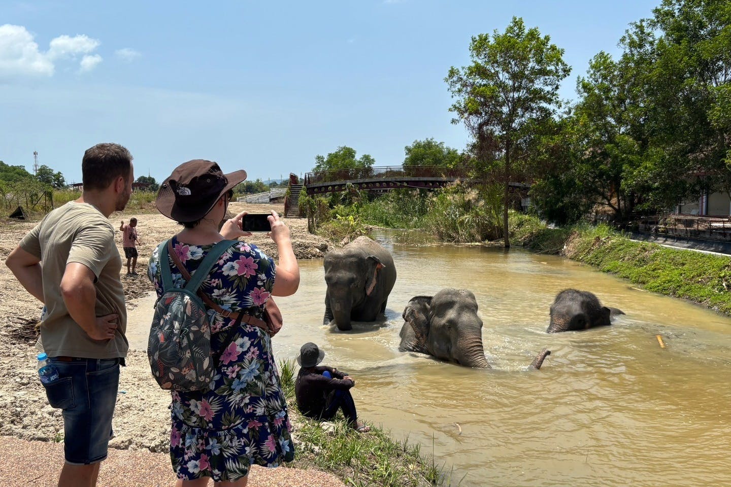 Красивые слоны