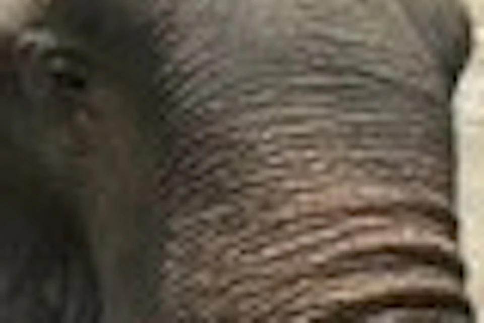 Beautiful elephants