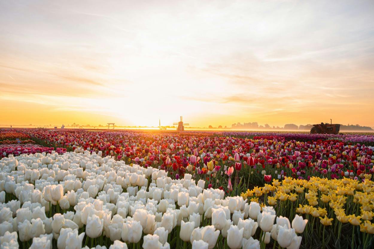 Tulip Experience Amsterdam: Entry Ticket + Optional Audio Guide - Photo 6