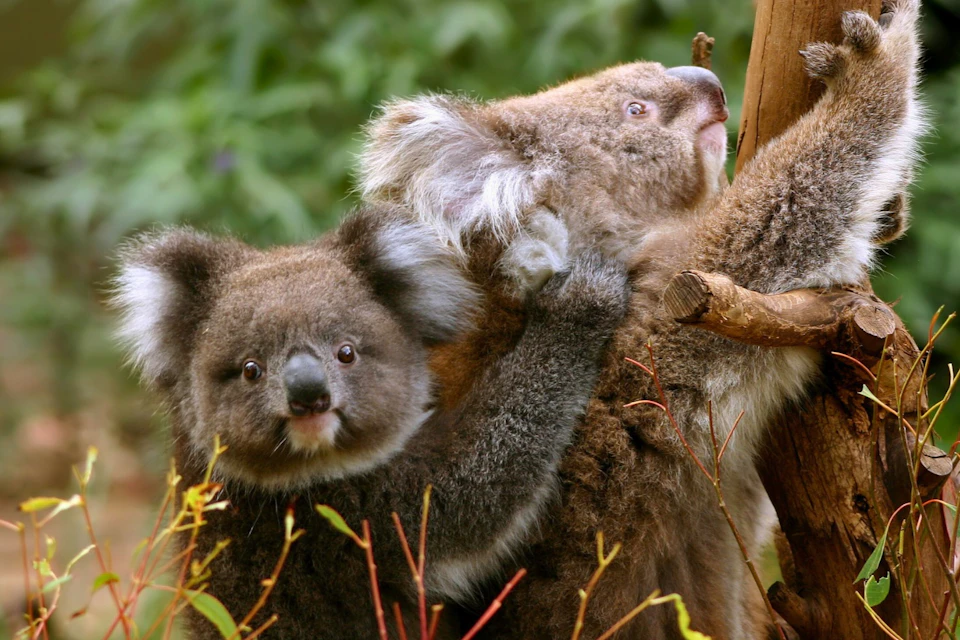 Spot these beautiful creatures in the wild
