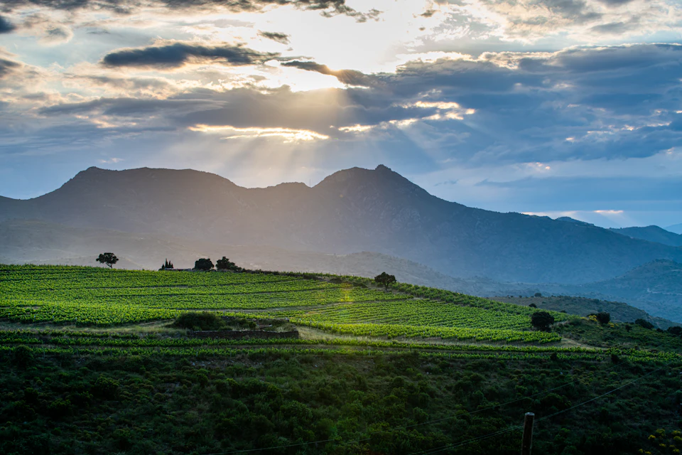 Sunset over a vineyard with rows of grapevines, surrounded by green hills and a mountain range in the background.
