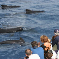 Aquarium of Genoa & Whale Watching Cruise 5
