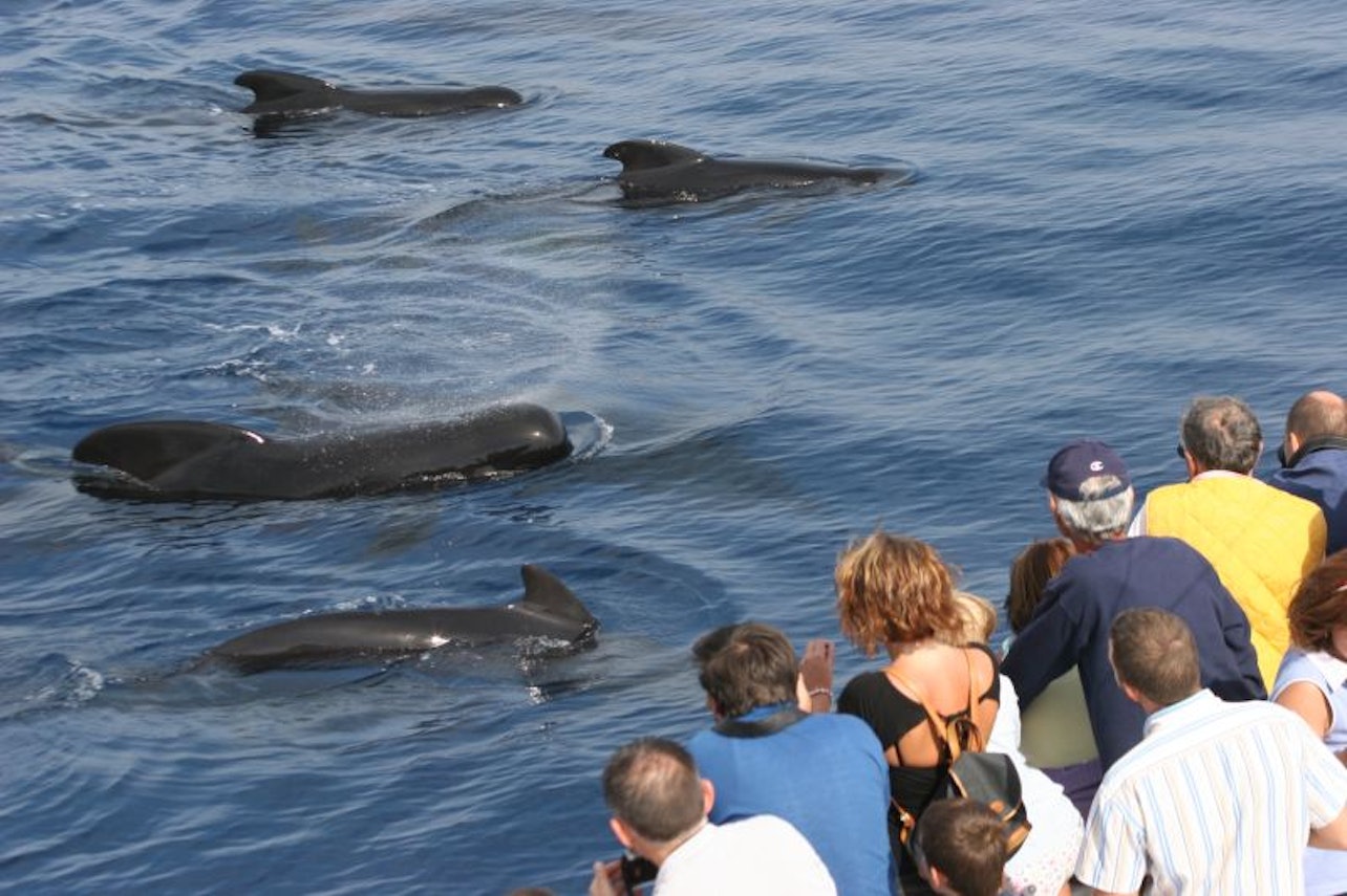 Aquarium of Genoa & Whale Watching Cruise - Accommodations in Genoa