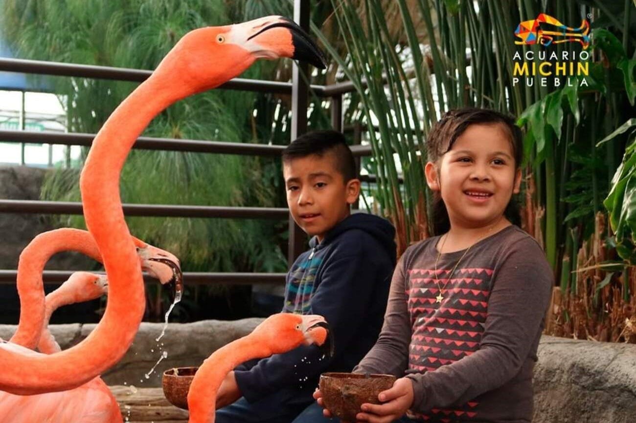 Michin Aquarium Puebla
