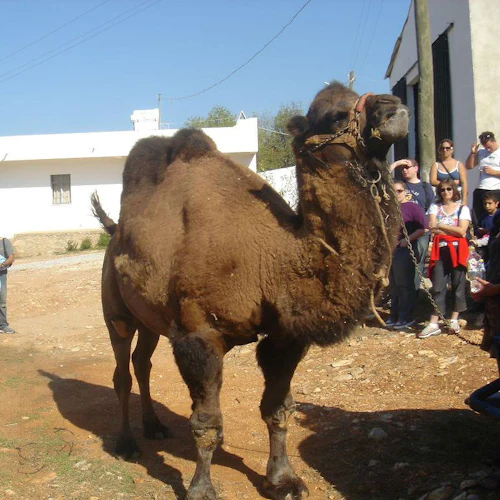 Safari de jipe em Bodrum - Photo 3