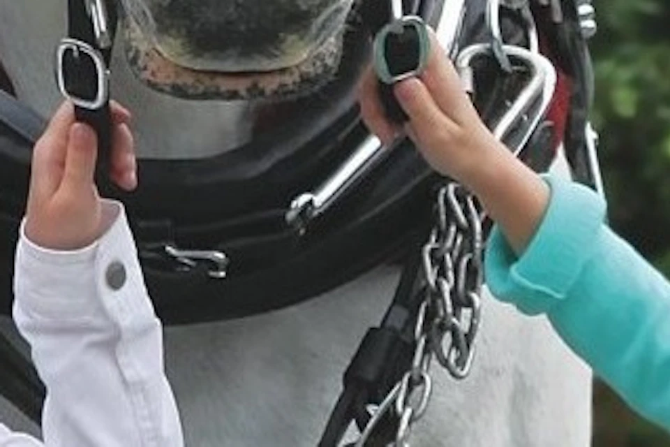 Stanley Park Horse-drawn Carriage Tours
