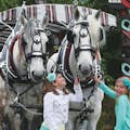Stanley Park Horse-drawn Carriage Tours