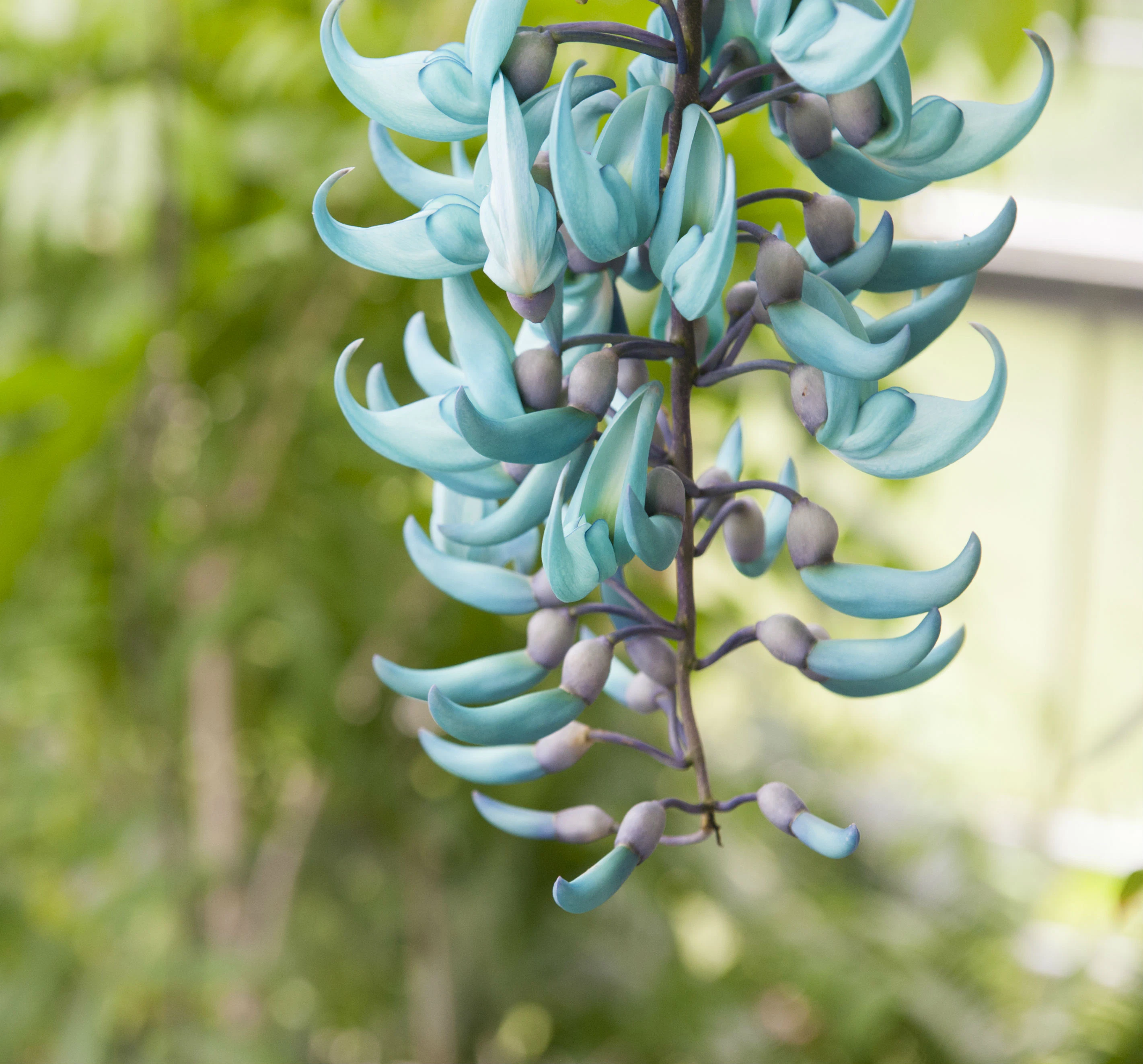 Hortus botanicus Leiden + CORPUS: Entry + Audio Guide