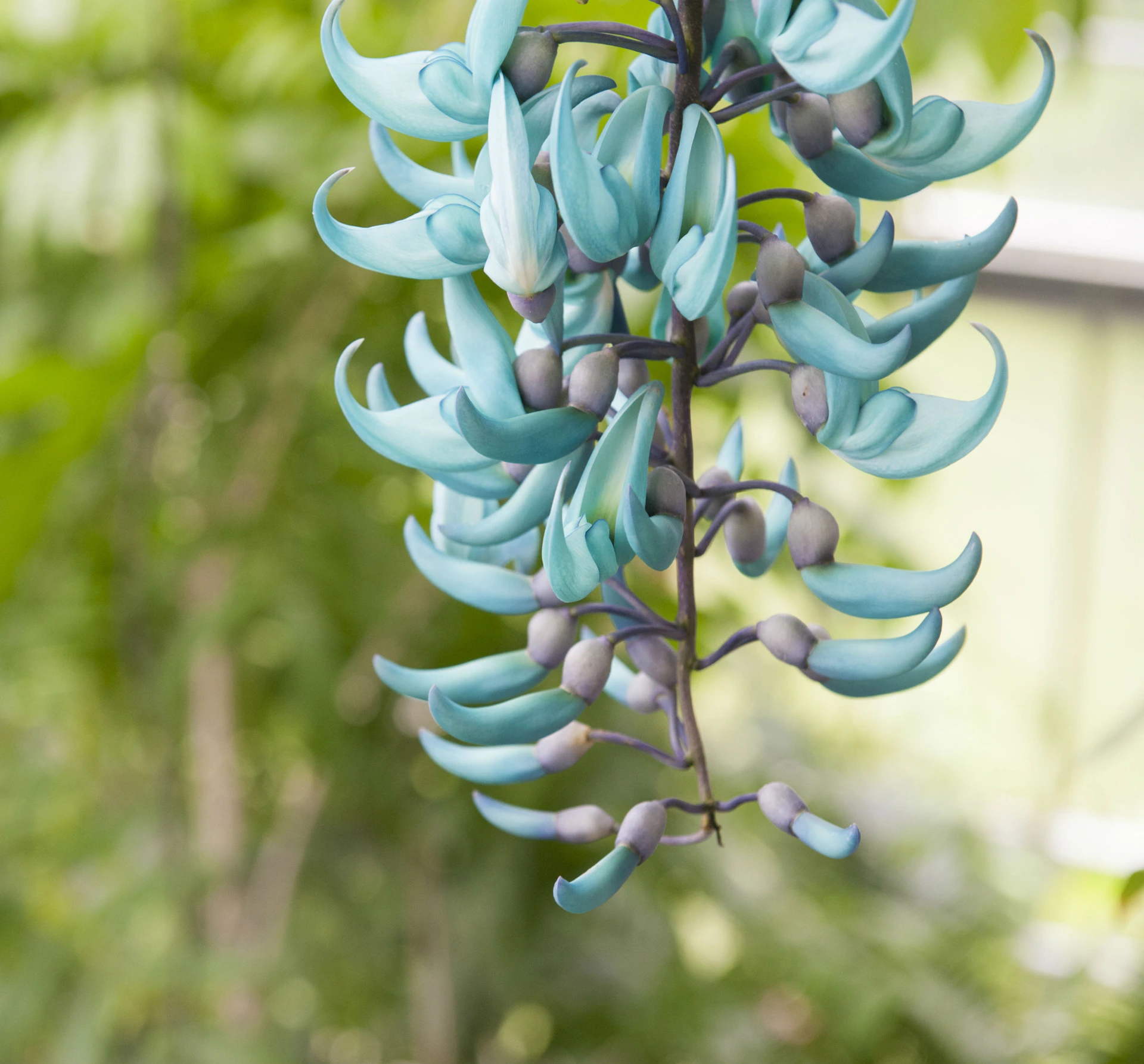 Cluster of turquoise, curved flowers hanging from a vine with a blurred green natural background.