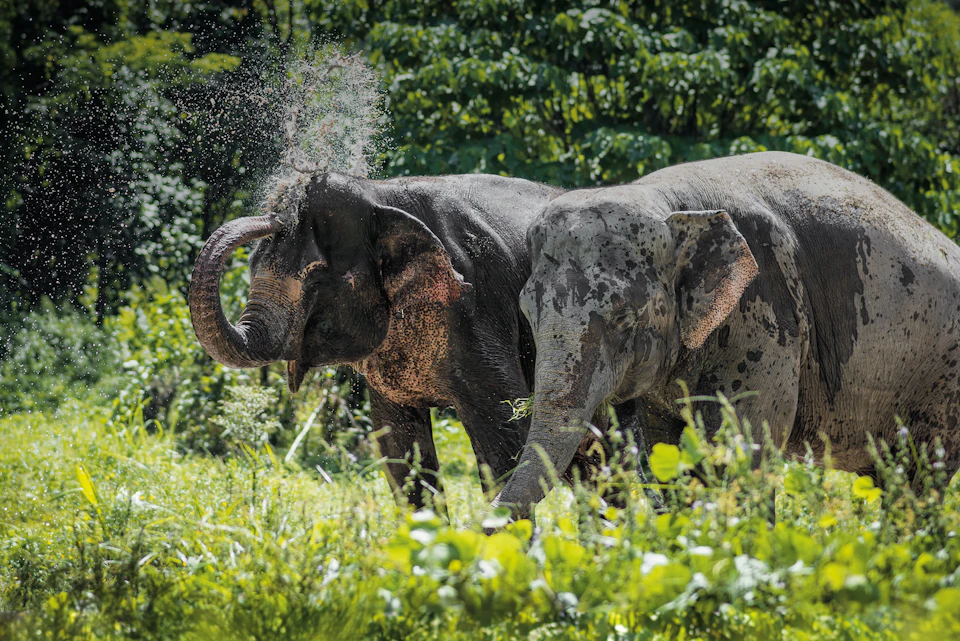Two elephants stand in lush greenery; one throws dirt onto its back while the other grazes. Dense forest forms the background.