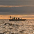 Barca RIB al sole di mezzanotte con delfino dal becco bianco in primo piano.