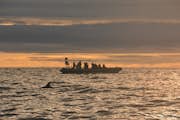 Embarcación semirrígida bajo el sol de medianoche con un delfín de pico blanco en primer plano.