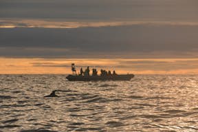 RIB Boat in Midnight Sun with white-beaked dolphin in the foreground.