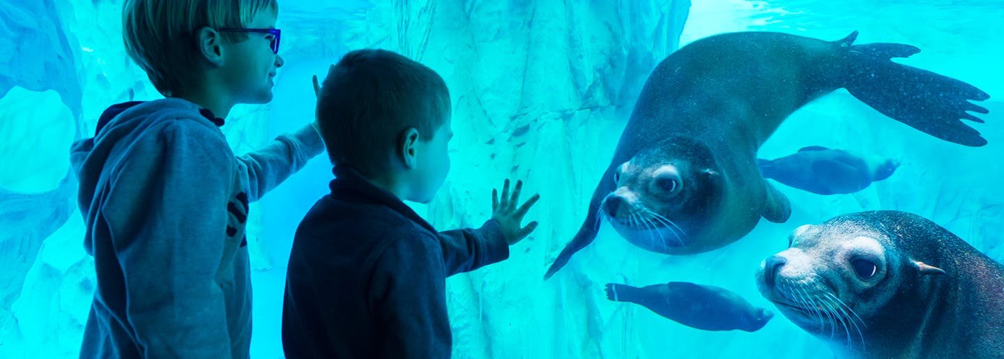 Duas crianças observam leões-marinhos a nadar por detrás do vidro numa exposição subaquática, iluminada por luz azul.