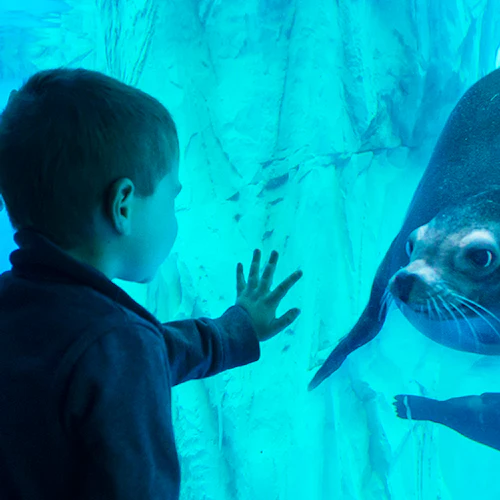 Gardaland SEA LIFE Aquarium: Entry Ticket