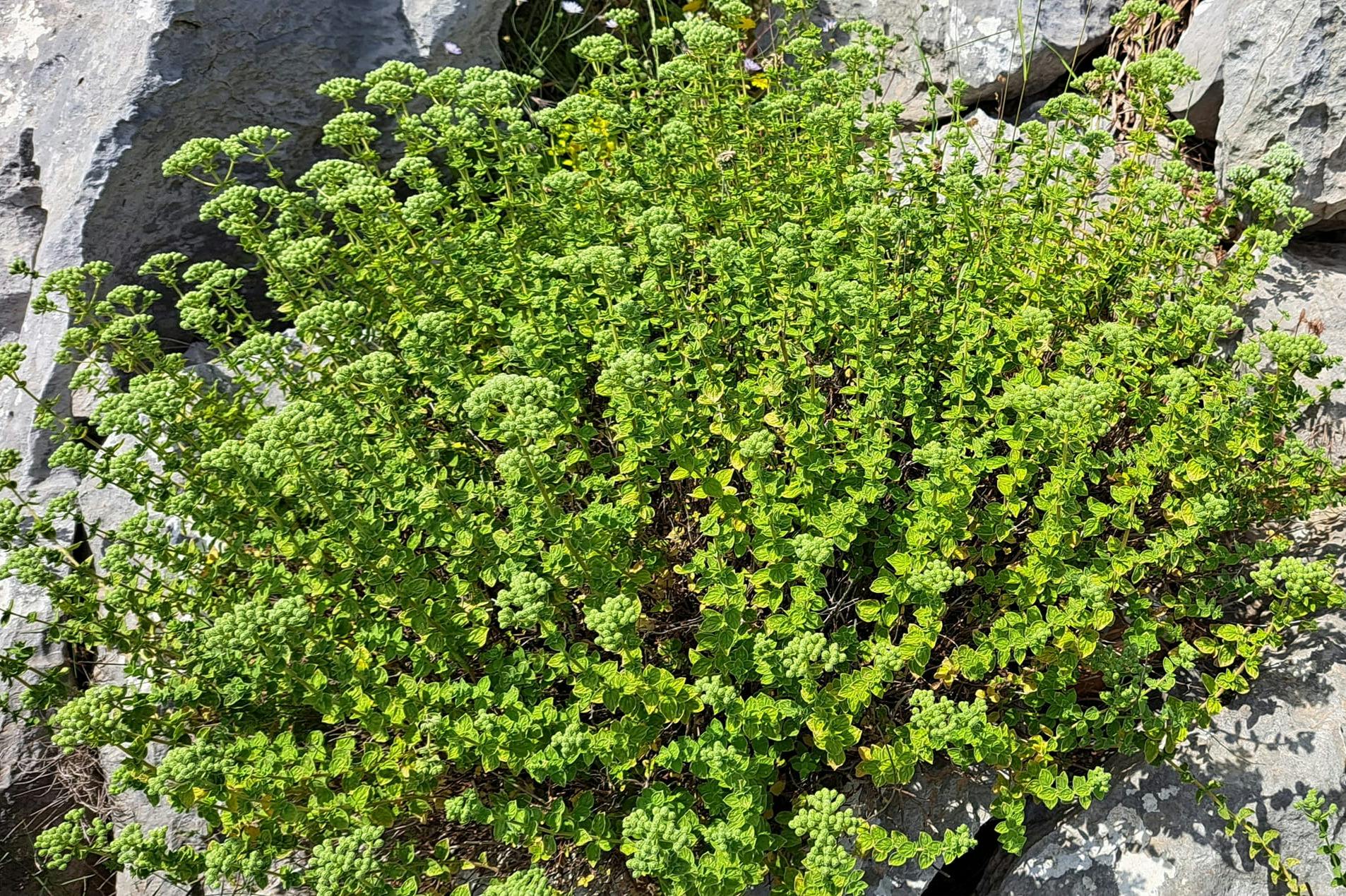 ラシティ高原のオレガノハーブ