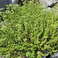 Oregano herb in Lasithi Plateau