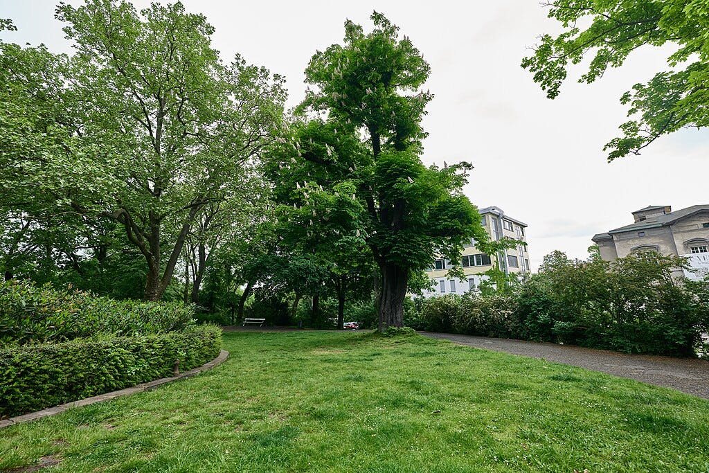 Green park with large trees, a lawn, and a gravel path. Buildings are visible in the background. A white bench is in the distance.