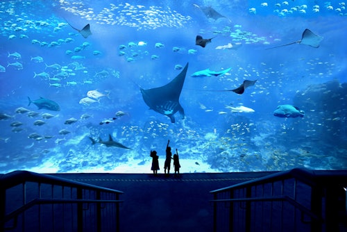 S.E.A. Aquarium: Entrance + Hotel Pick-Up