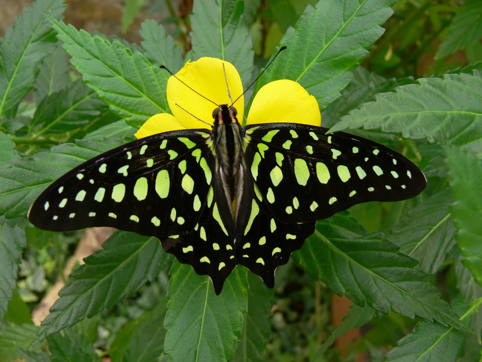 A butterfly with black and green-spotted wings rests on a yellow flower surrounded by green leaves.