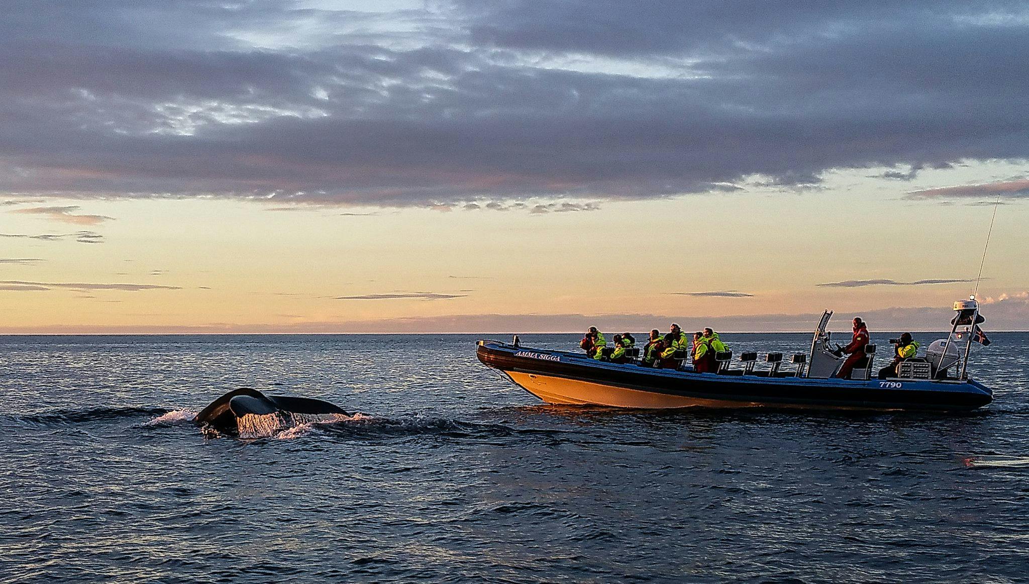 밝은 재킷을 입은 한 무리의 사람들이 작은 보트를 타고 일몰 무렵 잔잔한 바다에서 고래의 꼬리를 관찰하고 있습니다.