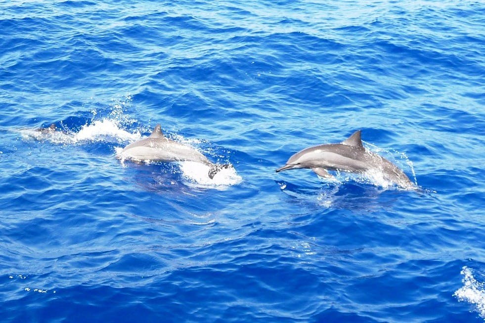 Sataya spinner dolphins在Marsa Alam跳跃。