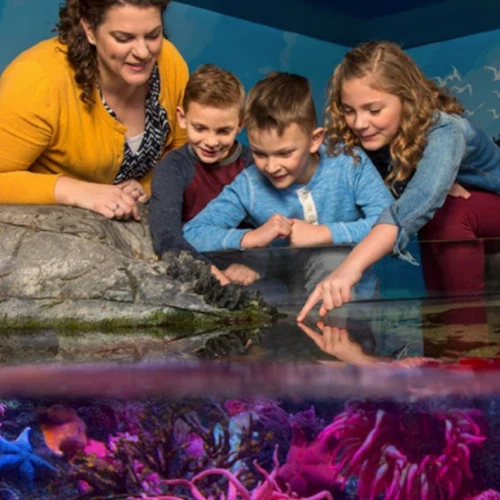 SEA LIFE Grapevine - Photo 7