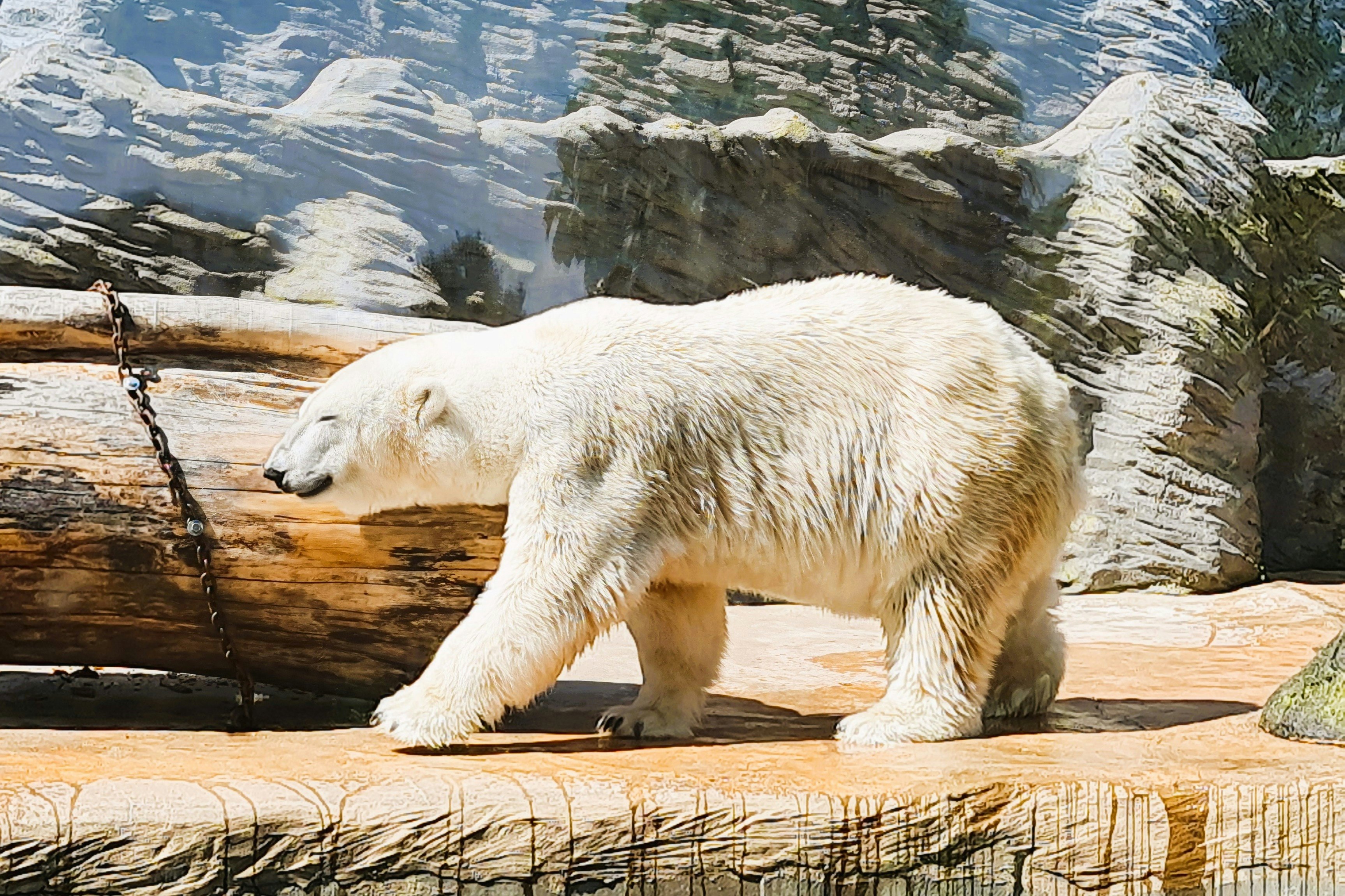 Prague Zoo: Entry Ticket + Audio Guide