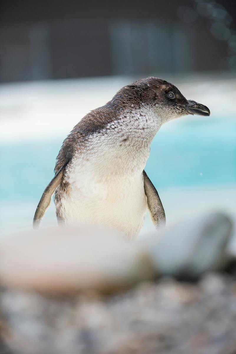 A penguin standing near water with a blurred foreground of rocks.