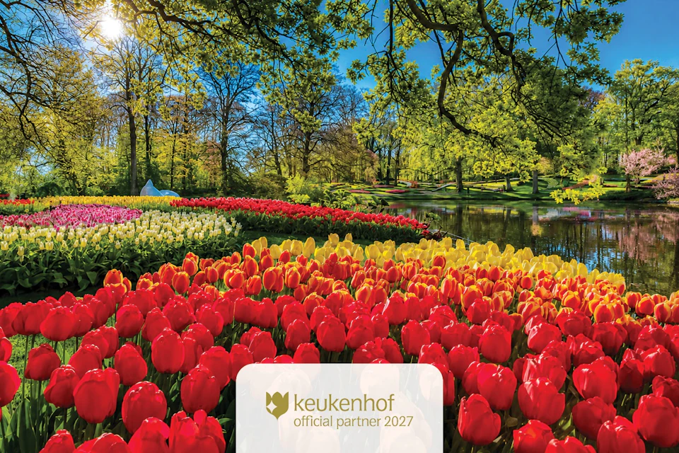 A vibrant garden with rows of red and yellow tulips near a pond, under a clear sky with green trees in the background.