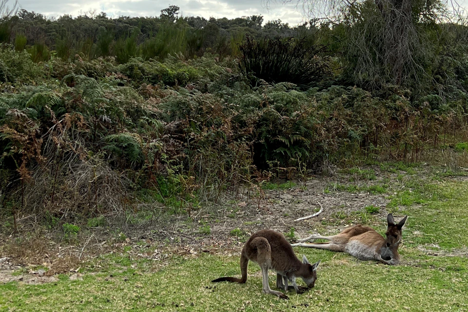 Two kangaroos grazing on grass in a natural setting with shrubs and trees in the background under a cloudy sky.