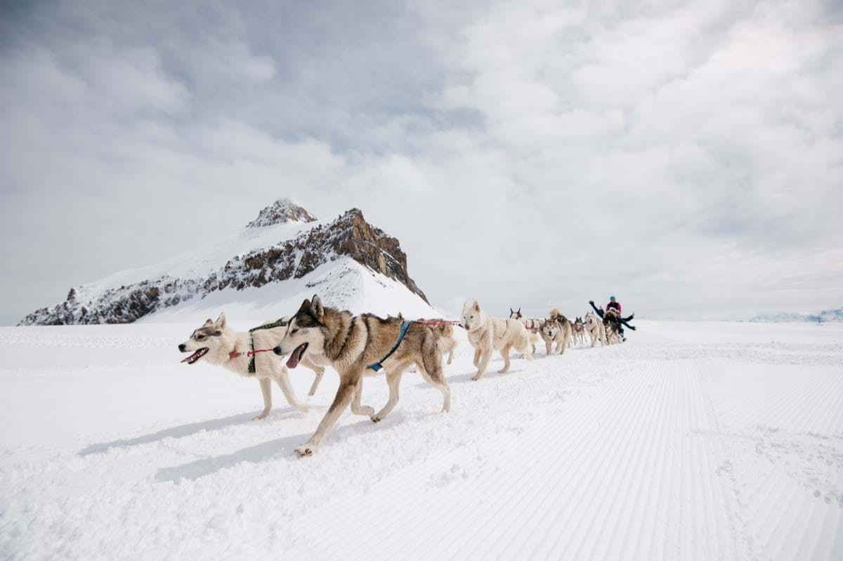 눈 덮인 풍경을 배경으로 썰매를 끌고 있는 개 썰매 팀.