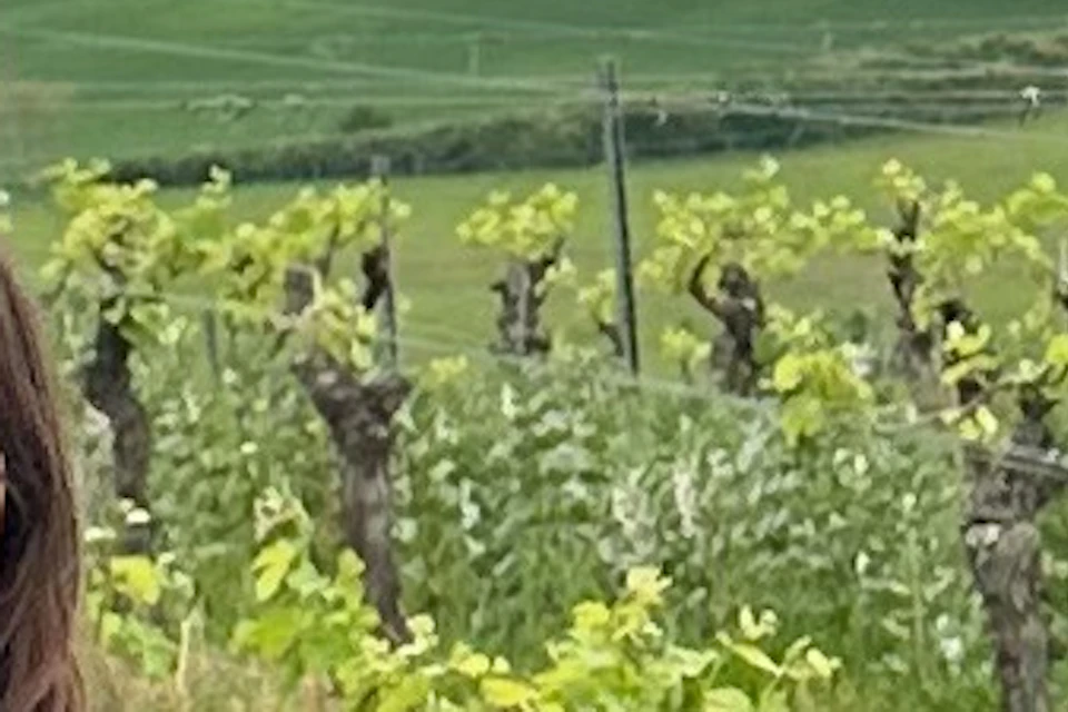 Four people standing together in a vineyard on a cloudy day, with green vines and grassy terrain in the background.