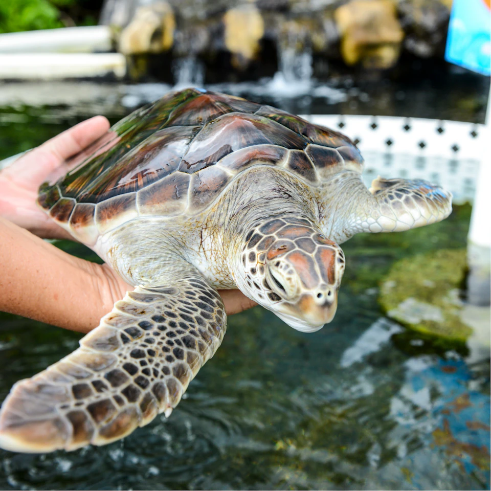 A person holds a small sea turtle over a water tank with rocks and a waterfall in the background.