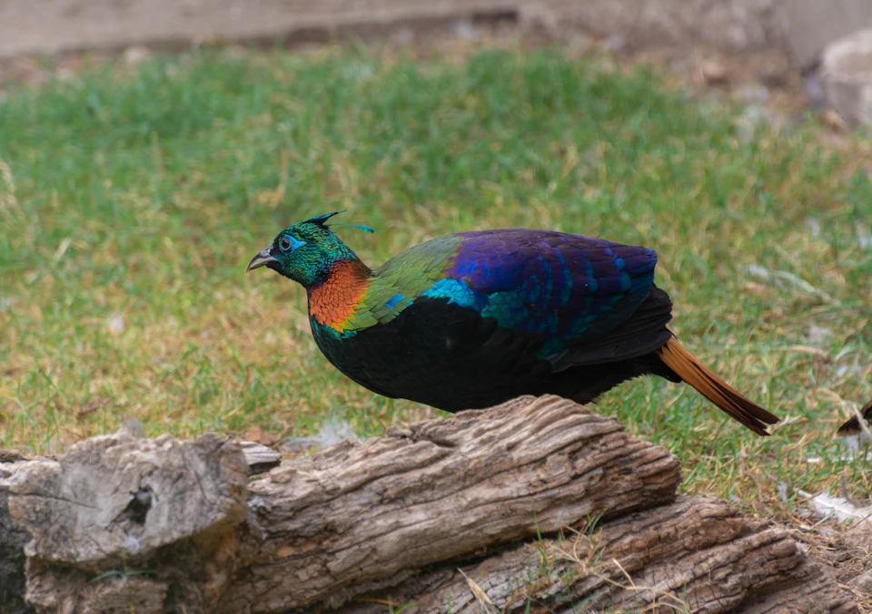 A colorful pheasant, predominantly blue and green, stands on grass next to a piece of wood.