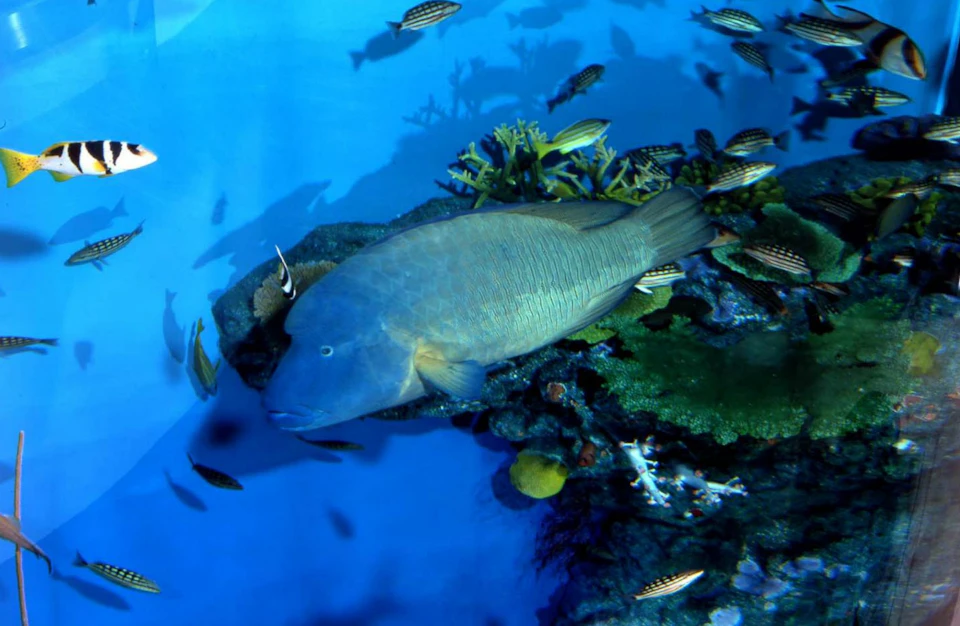 A large fish swimming near coral and smaller fish in an underwater scene with a blue background.