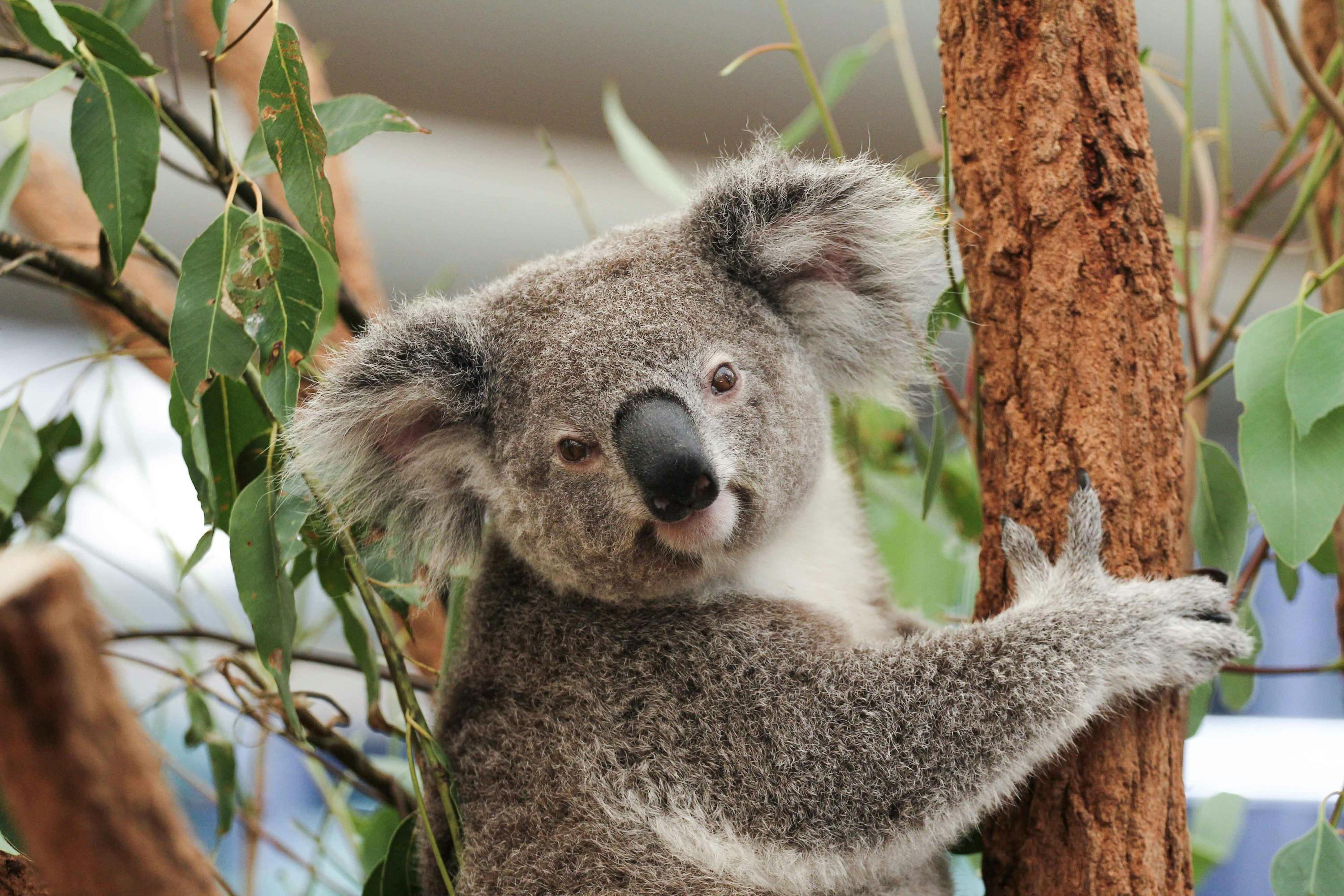Lone Pine Koala Sanctuary: Entry Ticket - Photo 8