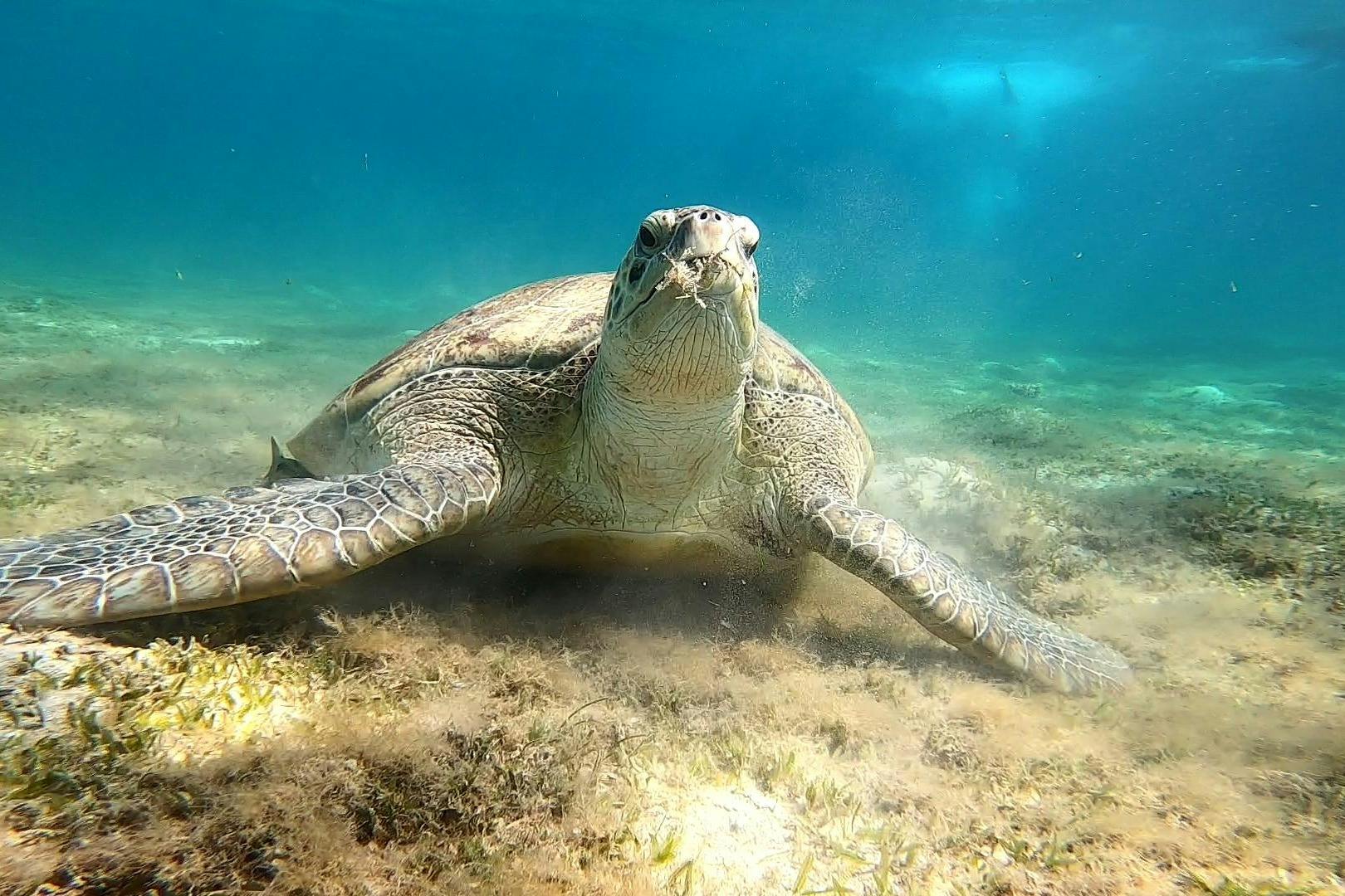 θαλάσσιες χελώνες marsa alam